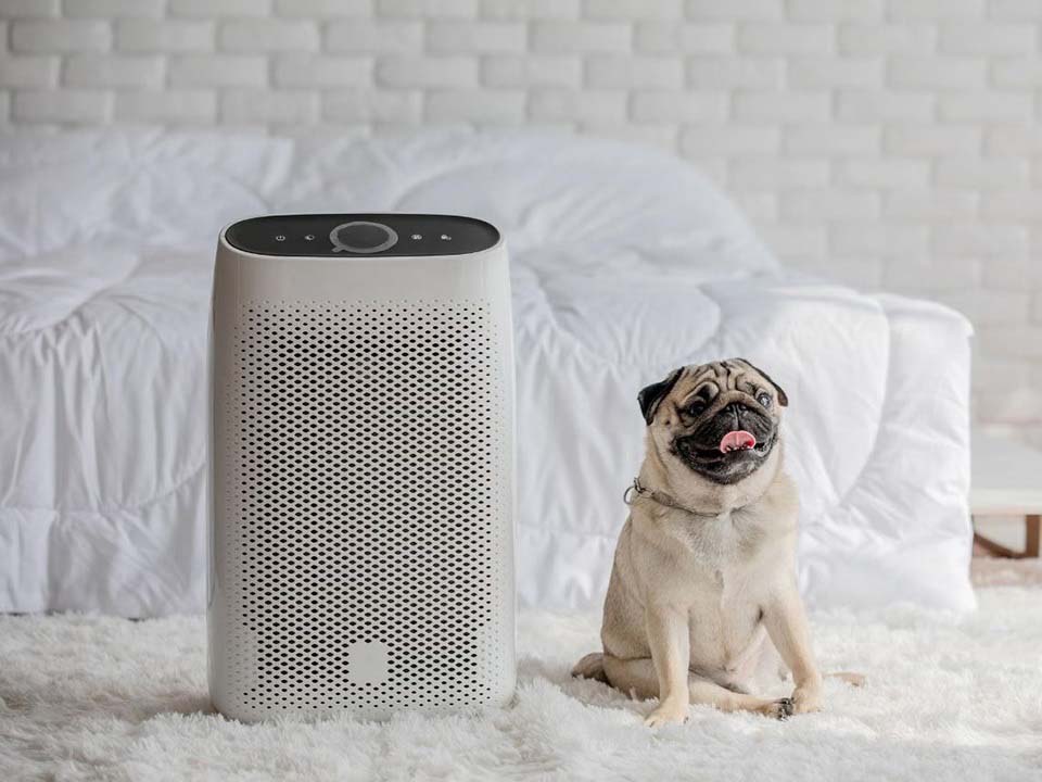 Does Pet Dander Affect the Indoor Air Quality